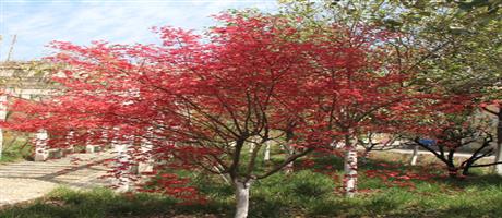 华体会(中国)春色（五）